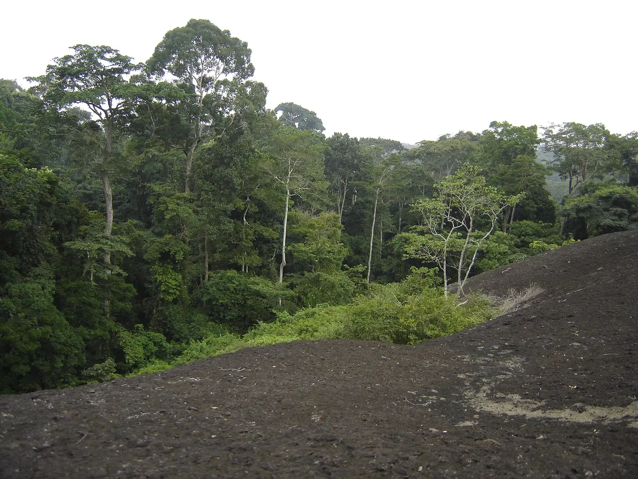 Dense rainforest rising behind a bare dark rock outcrop in the Dja Faunal Reserve.
