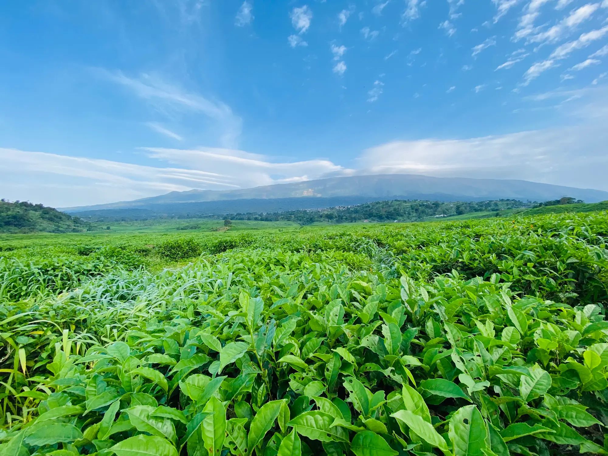 Tea bushes at the Tole Tea Estate, with the slopes of Mount Cameroon on the horizon.